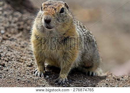 The Groundhog (marmota Camtschatica) Looked Out Of The Nora To Look Around. Wildlife. Selective Focu