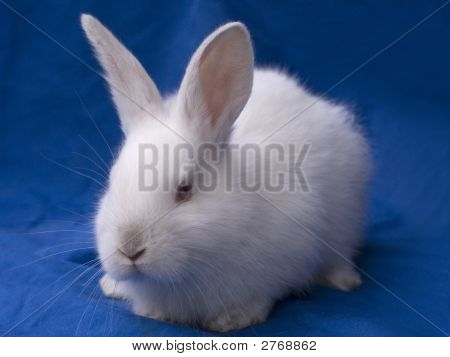 Påske Bunny kanin