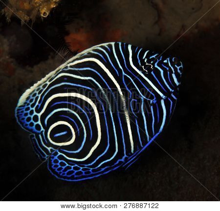 Juvenile Emperor Angelfish (pomacanthus Imperator). Tofo, Mozambique