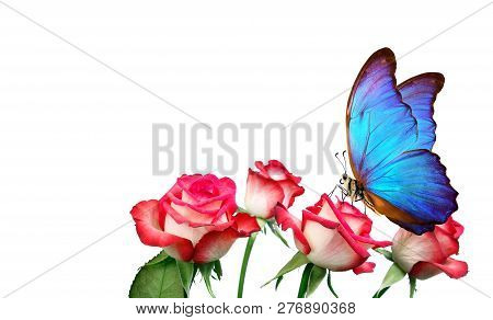 Morpho Butterfly Sitting On A Rose Isolated On White. Pink Roses And A Bright Blue Butterfly Close U