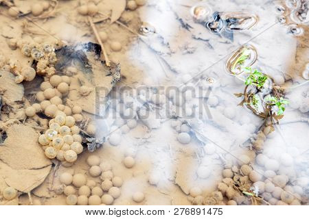 Lots Of Frog Spawn Into A Wild Slough, Frog Egg Embryo Procreation