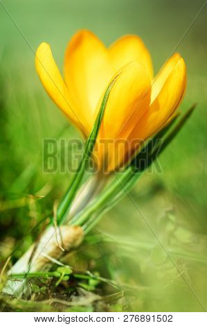 Closeup Of A Crocus Flavus Flower In Front Of Green Grass, Spring Background With Blurring