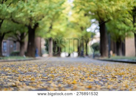 Ginkgo Yellow Leaves