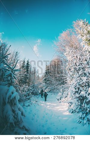 Friends In The Winter Trekking In The Mountains. Travelers Go On A Snowy Forest Trail. Three Friends