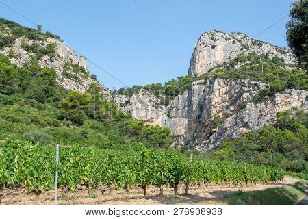 French Red  Aoc Wine Grapes Plant, New Harvest Of Wine Grape In France, Vaucluse, Gigondas Domain Or