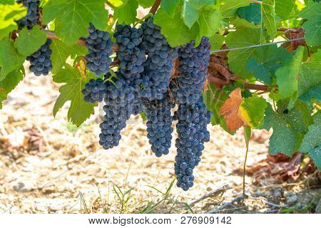 French Red  Aoc Wine Grapes Plant, New Harvest Of Wine Grape In France, Vaucluse, Gigondas Domain Or