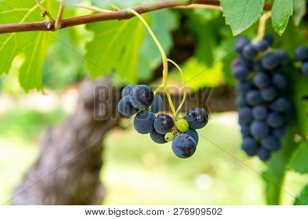 French Red And Rose Wine Grapes Plant, First New Harvest Of Wine Grape In France, Costieres De Nimes