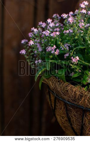 Garden Decoration, Pnk Forget-me-nots  Flowers In A Coconut Hanging Pot Close Up