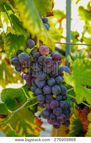 French Red And Rose Wine Grapes Plant, First New Harvest Of Wine Grape In France On Domain Or Chatea