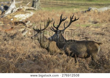 Stunning Red Deer Stag Cervus Elaphus With Majestic Antelrs In Autumn Fall Froest Landscape