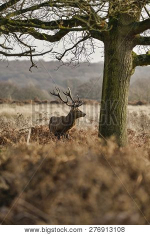 Stunning Red Deer Stag Cervus Elaphus With Majestic Antelrs In Autumn Fall Froest Landscape