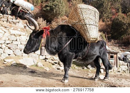 Black Yak (bos Grunniens Or Bos Mutus) On The Way To Everest Base Camp - Nepal Himalayas Mountains