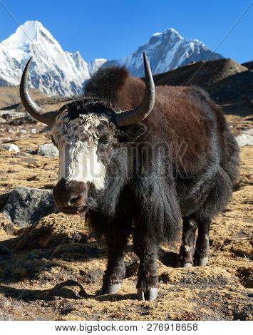 Black Yak, Bos Grunniens Or Bos Mutus On The Way To Everest Base Camp And Mount Pumo Ri - Nepal Hima