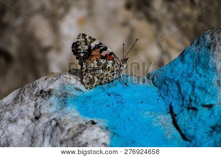 Close Up On A Beautiful Butterfly Resting On A Rock In Lisbon
