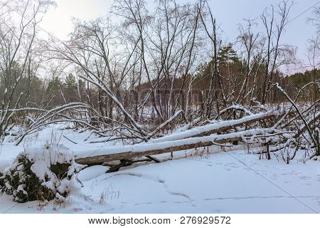 Beaver Dam In Winter Forest. Fallen Tree In The Winter Forest
