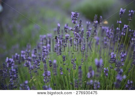 Lavender Flowers On Field In Summer In Hungary