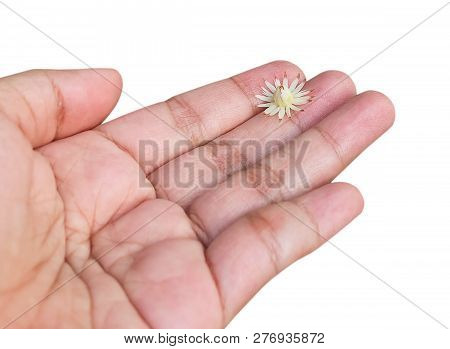 Beautiful Flower, Hand Holding Aromatic Mimusops Elengi, Spanish Cherry, Medlar, Bullet Wood Or Boku