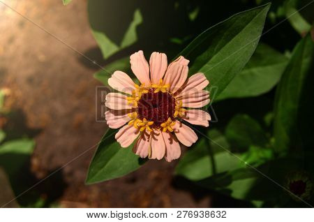 zinniared flower pink flower purple dahlia koton isolated