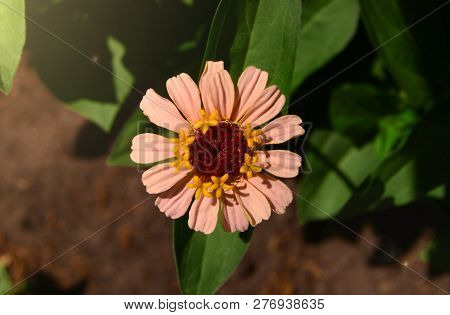 Zinniared Flower Pink Dahlia Koton  In The Glare Of Light