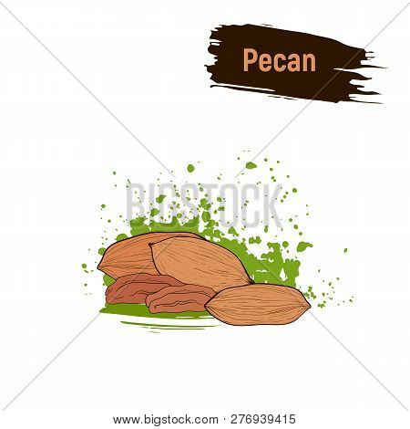Colored Image Of Pecan. Sketch Nut Hand Drawing, Imitation Ink.