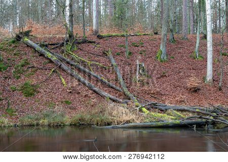 Mossy Tree Trunk. Overgrown Trunk Of A Deciduous Tree.