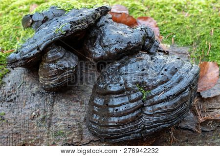 Forest Huba On The Trunk Of A Tree. Mushrooms, Parasites In The Forest.