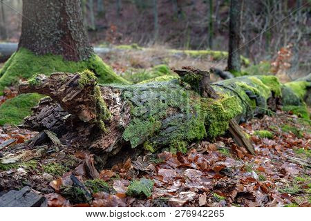 Mossy Tree Trunk. Overgrown Trunk Of A Deciduous Tree.