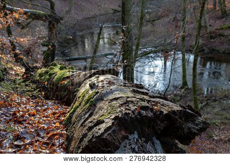 A Small River At The Edge Of The Forest. Wetlands And Swamps Near The River.