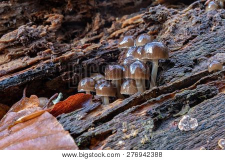 Poisonous Mushrooms Growing In Moss On A Tree Trunk. Small Mushrooms With Gills On The Background Of