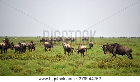 black wildebeest or white-tailed gnu (Connochaetes gnou) in Tanzania, Africa