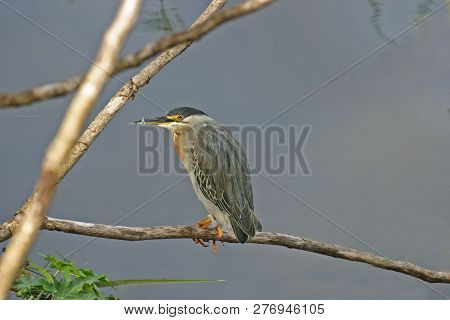 View Of A Striated Heron, Butorides Striata, Perched