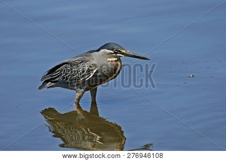 A Striated Heron, Butorides Striata, In Marsh