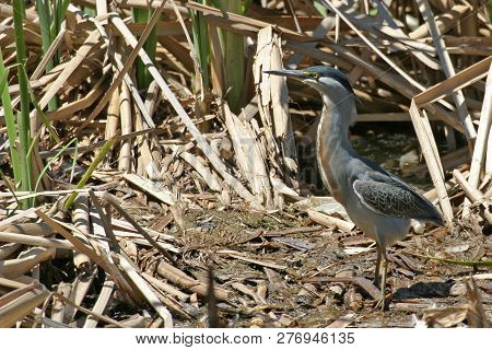 View Of An Alert Striated Heron, Butorides Striata