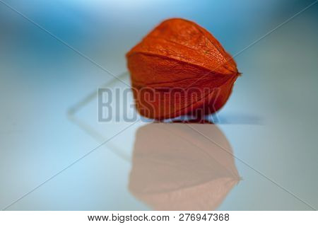 Close-up Of Cape Gooseberry. Shallow Depth Of Field.