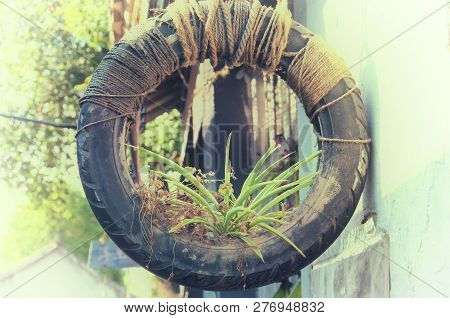 An Old Tire Converted Into A Hanging Plater With A Spider Plant Inside Within The Luzhi Scenic Area 