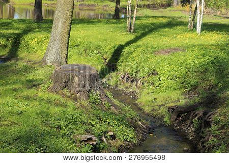 Streamlet Flows Out Of A Pond With Tree Trunks On Its Shores In The Spring.