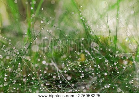 Abstract Photo Of Long And Thin Stems Of Plants With Small Drops Of Dew On The Footstalks And Blurre