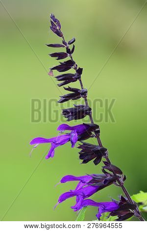 Close Up Of Purple Salvia In Bloom With A Soft Green Background