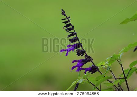 Close Up Of Purple Salvia In Bloom With A Soft Green Background