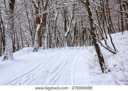 Silence On A Winter Road In The Forest. Lots Of Snow In Winter Time