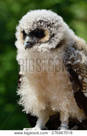 Close Up Portrait Of A Baby Brown Wood Owl (strix Leptogrammica)