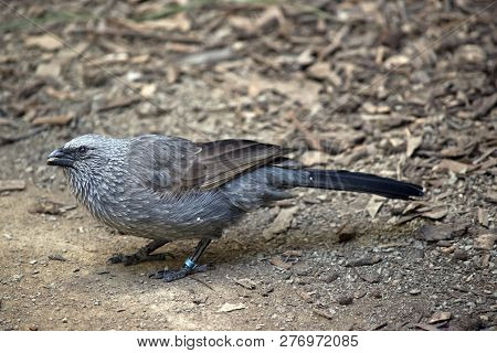 This Is A Side View Of A Apostile Bird Also Known As The Grey Jumper, Lousy Jack Or Cwa Bird