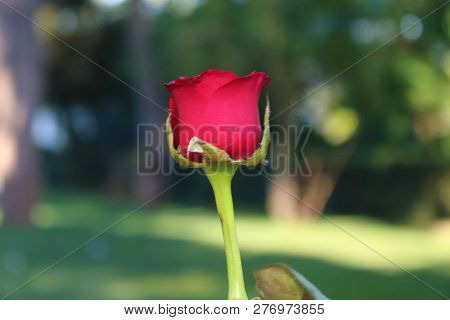 Red Rose Flower. Flower Rose In Garden, Summer.