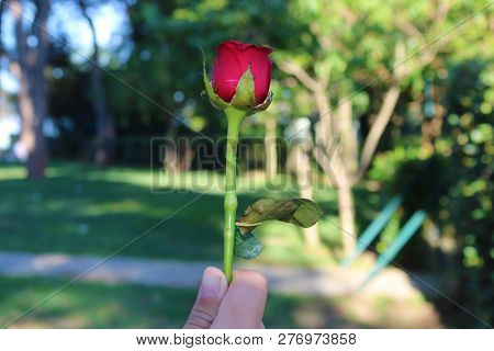 Macro Red Rose Single Flower Green Leaves.