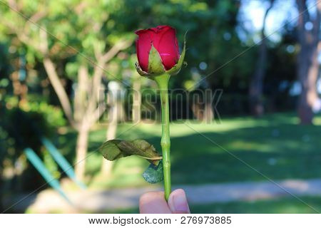 Red Rose In Hand. Beautiful Red Rose Flower.