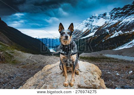 Hiking Dog