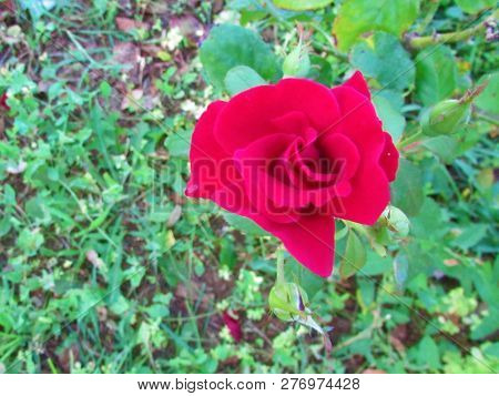 Macro Red Rose Single Flower Green Leaves.