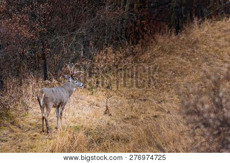 White-tailed Deer