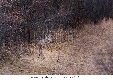 White-tailed Deer