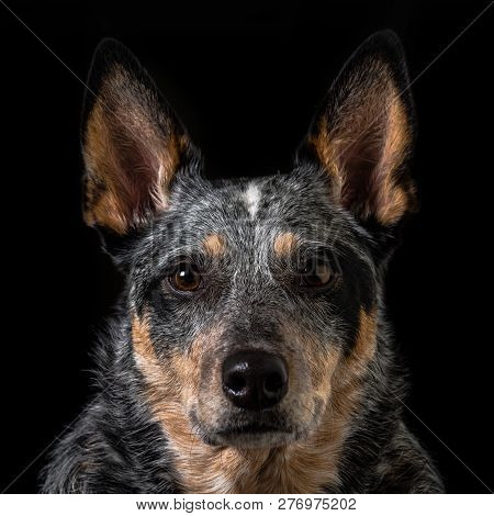 Studio Portrait Of A Beautiful Tri-coloured Blue Heeler Dog